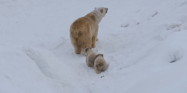 Белая медведица Колымана впервые вывела своих малышей на прогулку
