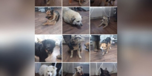 За день в Якутске поступило 23 заявки от горожан на отлов бродячих собак