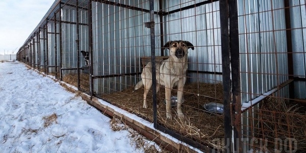 За три месяца в Якутске отловлено 475 бродячих собак