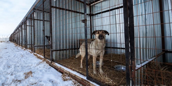 Из пункта передержки животных Якутска забрали 37 собак. И причина не в доброте