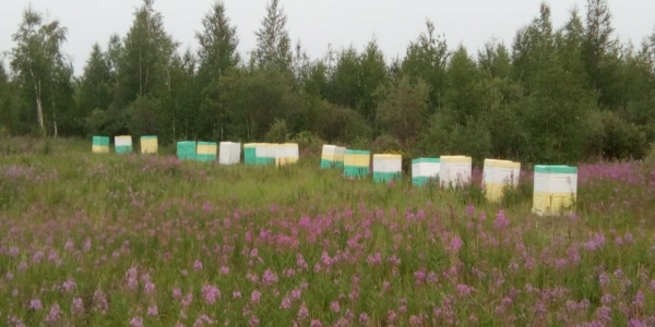 Потомственный пчеловод из Сибири: «Мед в Якутии удивительный»