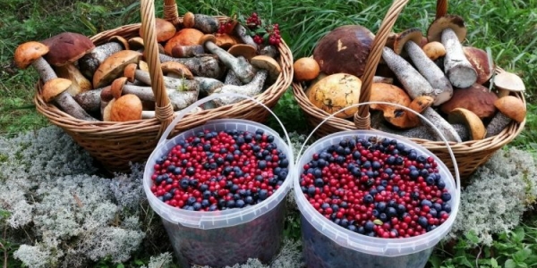 Где жители Якутска собирают ягоды и грибы