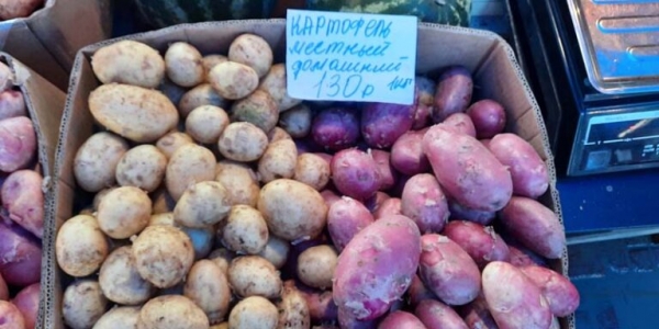 Почему в Якутске картофель подорожал, и cнизятся ли цены в сентябре — рассказывают фермеры