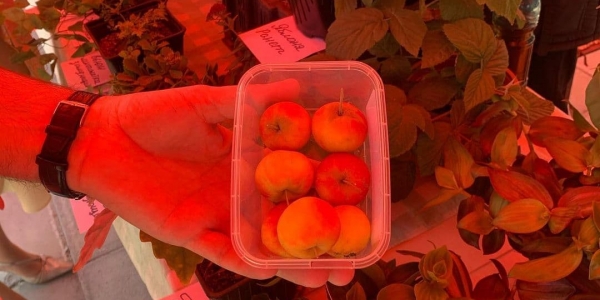 На ярмарке в Гагаринском округе Якутска были представлены овощи, мини-яблоки и саженцы