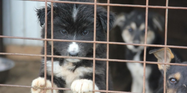В Якутске наблюдается сезонный рост количества бездомных собак