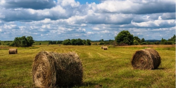 Власти Якутска предоставят фермерам беспроцентные займы на заготовку сена