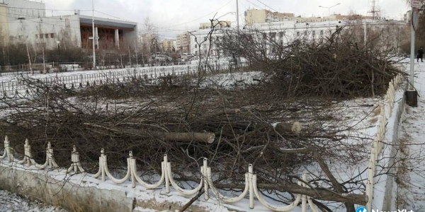 Институт биологических проблем криолитозоны СО РАН пояснил, почему вырубил деревья
