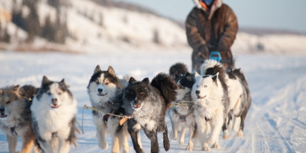 VC и DataArt уверены, что зимой по Якутии путешествуют на ездовых собаках