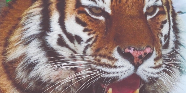Тигрица Аня  − в самом северном зоопарке «Орто Дойду»