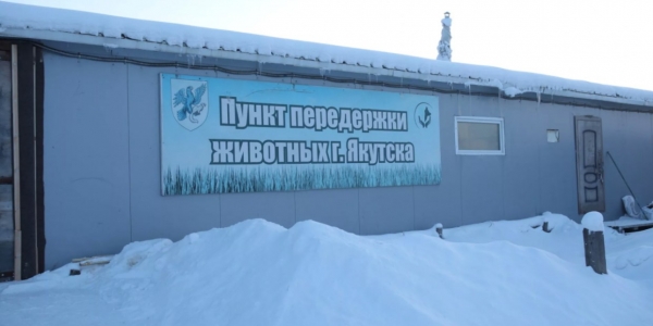 Мораторий на выпуск животных установлен в Пункте передержки города Якутска
