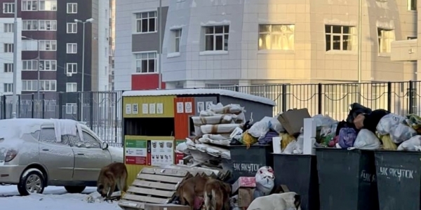 Екатерина Безрученко: «Половина отловленных безнадзорных собак являются хозяйскими»