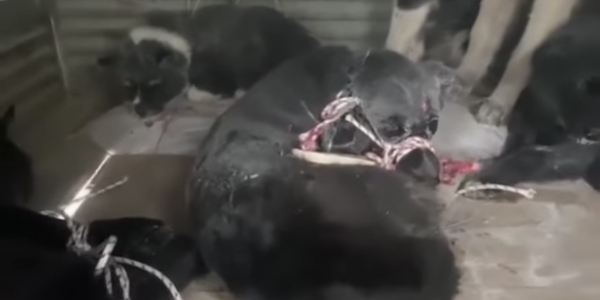 337 собак отловлено в Якутске