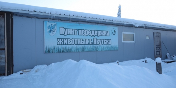Пункт передержки безнадзорных животных в Автодорожном округе планируют закрыть в Якутске