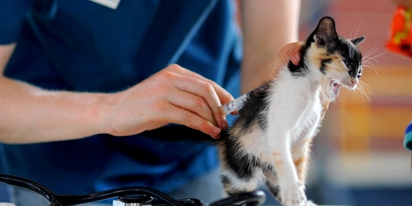 В Якутске пройдёт бесплатная вакцинация домашних животных от бешенства