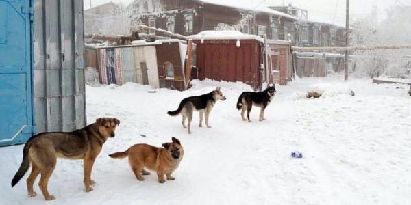 В Якутии начнут штрафовать за выброшенных на улицу домашних животных