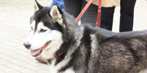 Штрафы от 1000 до 5000 рублей: как и за что будут привлекать владельцев домашних животных?