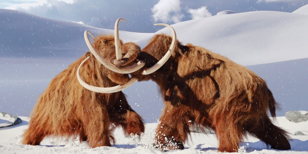 Сбор мамонтовой кости в арктических районах Якутии увеличился на 61%