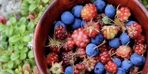 В Якутии установлены сроки сбора ягод и плодов