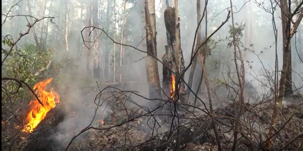 В Якутии действует 24 лесных пожара