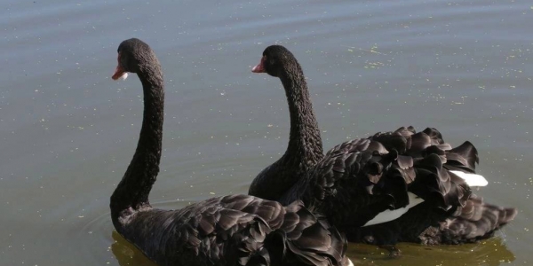 Черные лебеди Лоокут и Ньургуһун живут на озере Щорса в Якутске