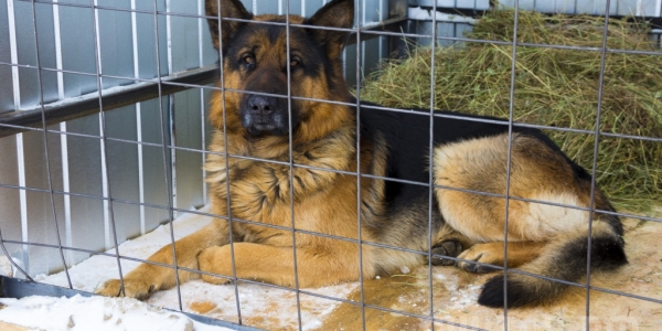 Приостановлен выпуск собак из Приюта для животных города Якутска