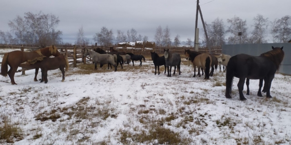На «штрафстоянке для безнадзорных животных» города Якутска содержатся пять лошадей