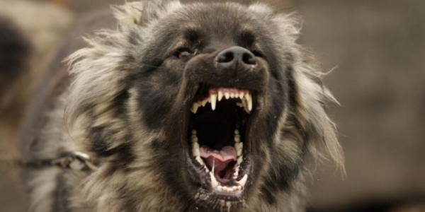 «Профилактической беседой» наказали владельца агрессивной собаки, напавшей на жительницу Якутска