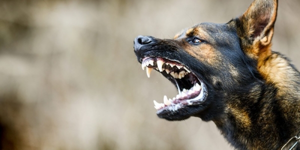 Владельца агрессивной собаки привлекут к ответственности в Якутске