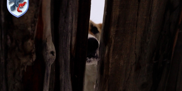 Безнадзорные собаки будут размещены в приют для животных Якутска