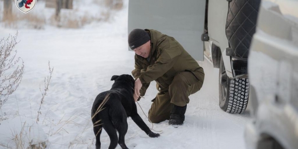 Пятеро владельцев собак понесут наказание за «самовыгул» в Якутске