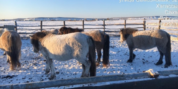 Владельцы 8 лошадей оштрафованы за свободный выпас в Якутске