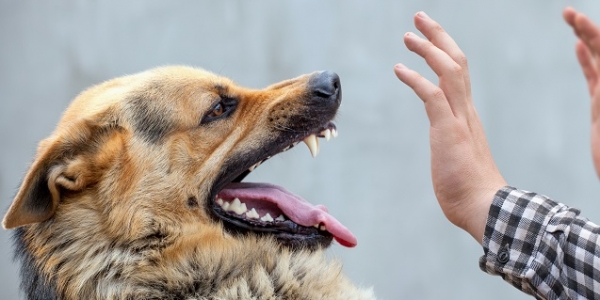 «Или собака вас, либо вы ее...» - кинолог о способах защититься от нападения животного