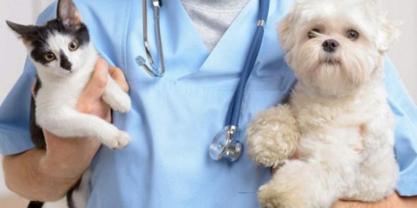 Перенесены даты проведения бесплатной вакцинации собак и кошек против бешенства
