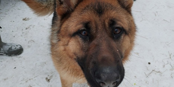 За самовыгул собак составили 80 протоколов на владельцев в Якутске