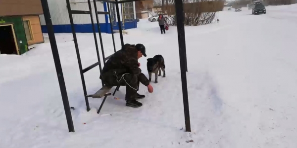 "Живодеры! Мудачье!" - Департамент ветеринарии Якутии разъяснил, по каким законам бригады отлавливают собак