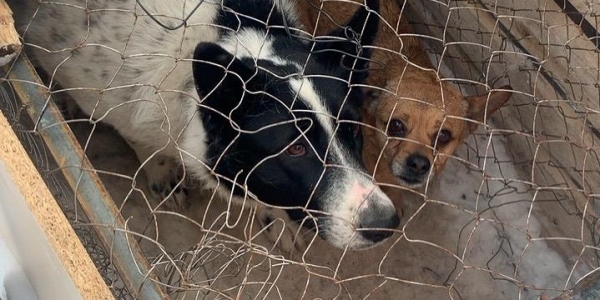 Около 70 владельцев собак ответят за самовыгул своего питомца в Якутске