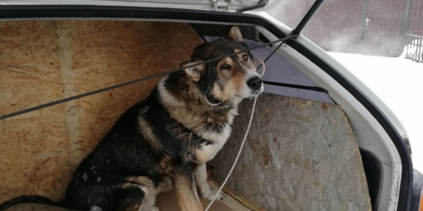 Как это было: репортаж с отлова безнадзорных собак в Якутске
