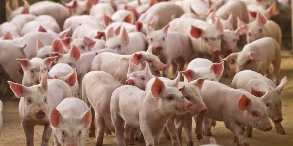В Мархе будут создавать сельскохозяйственный кластер по переработке свиного мяса