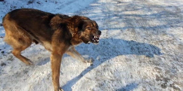 В Строительном округе Якутска собака напала на ребенка