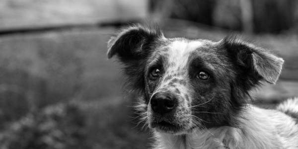 В Якутске с января 2023 года умертвили 18 собак и 4 кошки