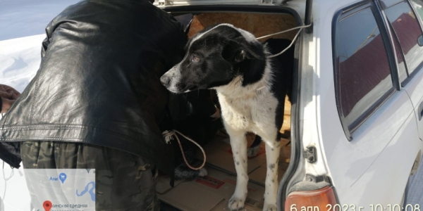 В Якутске за неделю отловили 72 собаки