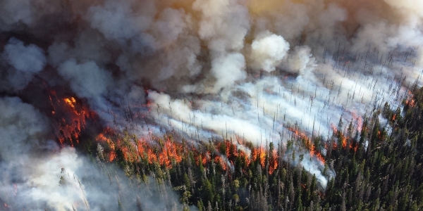 Больше ста лесных пожаров действует в Якутии