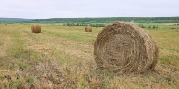 385 тысяч тонн сена заготовлено в Якутии