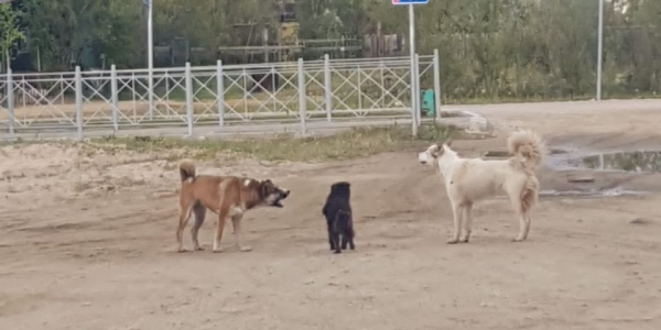 Более 1,5 тысяч безнадзорных собак отловили с начала года в Якутске