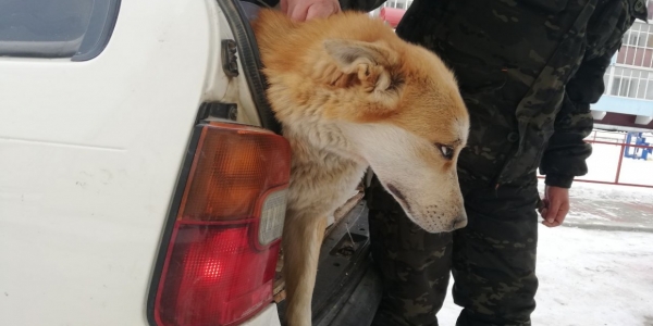 В Якутске составлен 31 административный протокол на владельцев собак за нападения на людей