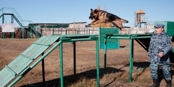 Соревнование служебных собак прошло в Якутске