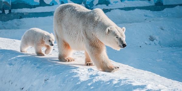 У белых медведей в зоопарке «Орто Дойду» впервые родилась двойня