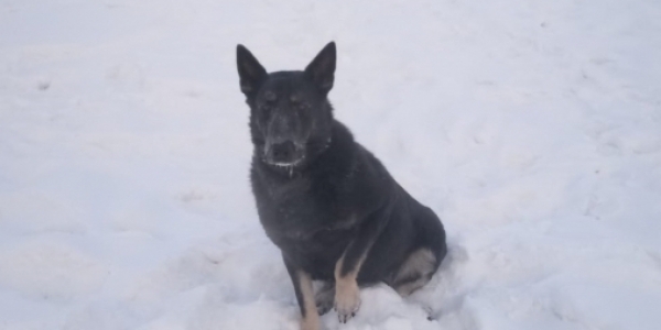Служебная собака Фараон обнаружила участника поножовщины в Якутске