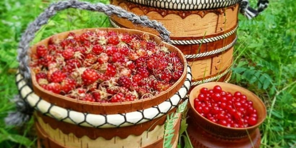 Минэкологии Якутии определило сроки массового сбора ягод и плодов