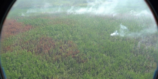 Еще 14 лесных пожаров потушено в Якутии за сутки